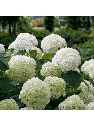 NatureNest 1 Hydrangea arborescens Strong Annabelle Pflanze in Weiß Topf 19 cm Höhe 30 cm