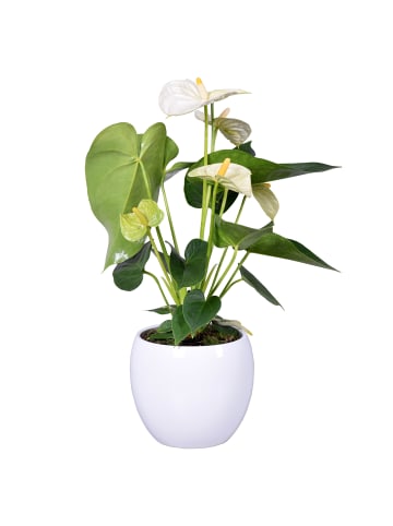 MeinVIPShop Flamingoblume weiß mit weißen Keramikübertopf 45cm