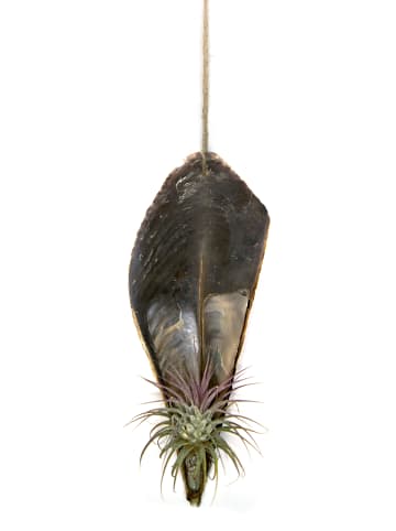 exotic living Faszinierende Pinnidae Muschel mit einer Tillandsia 3 er Set