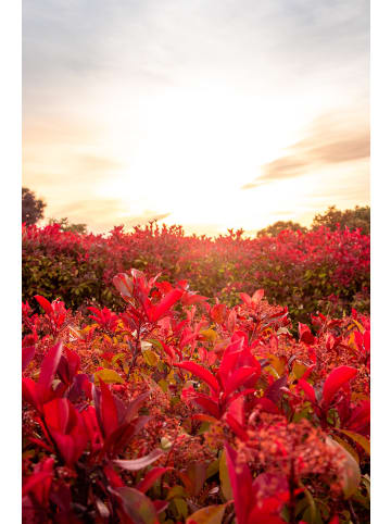 GARDENZO 3er-Set: Photinia fras. 'Red Robin' Glanz Mispel in Bunt