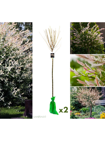 GARDENZO 2er-Set: XXL Salix Hakuro Nishiki in Rosa