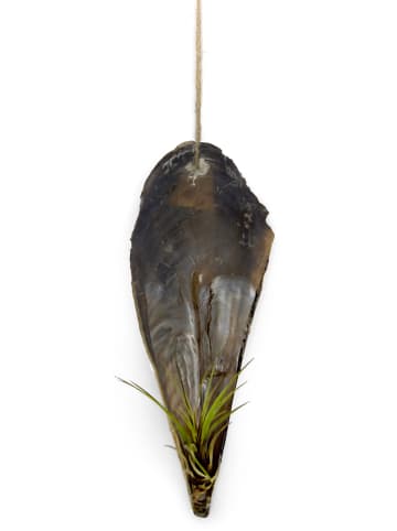 MeinVIPShop Faszinierende Pinnidae Muschel mit einer Tillandsia 1 er Set grün