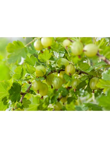 GARDENZO 2er-Set Stachelb. grün 50-60cm 2L Topf