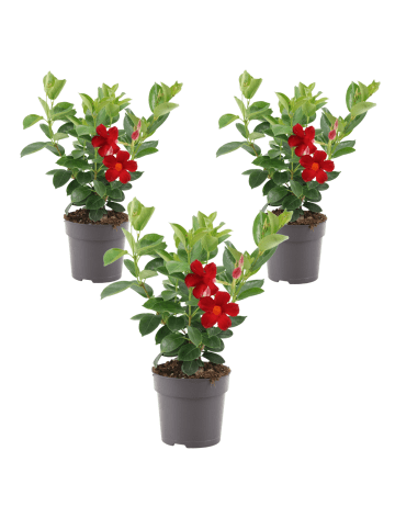 NatureNest 3 Mandevilla Pflanzen in Rot Topf 10 cm Höhe 20 cm