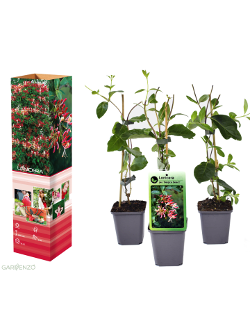GARDENZO 3er-Set: Lonicera periclymenum in Bunt