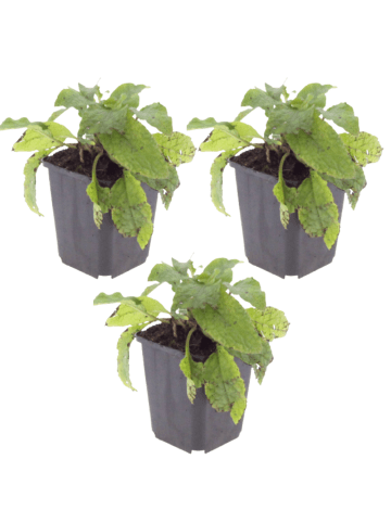 NatureNest 3er-Set: Symphytum grandiflorum Staude mehrjährig winterhart in Gelb