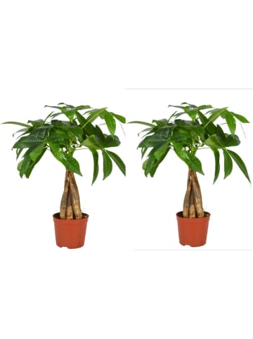 MeinVIPShop 2 x Pachira 40 cm Zimmerpflanze