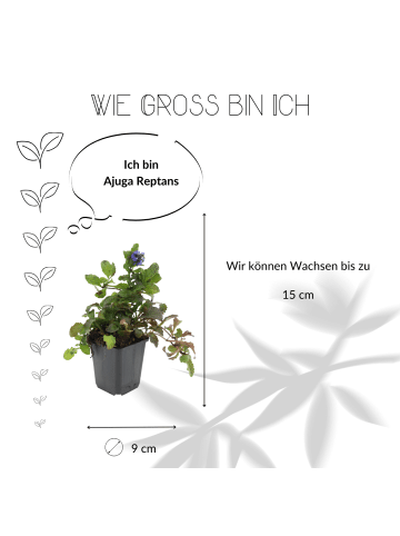 NatureNest 12 Kriechendes Zenegrün pflanzen  Ajuga reptans 