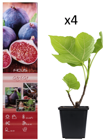 GARDENZO 4er-Set: Feigenpflanzen