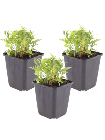 NatureNest 3er: Set Polypodium vulgare Pflanzen in Grün