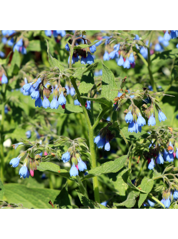 NatureNest 3er: Set Symphytum grandiflorum Wisley Blue Pflanzen in Blau