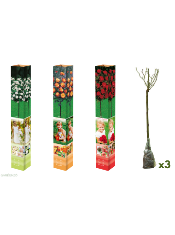GARDENZO 3er-Set: Mini-Stamm Rosen in Bunt