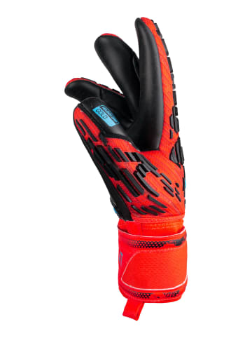 Reusch Torwarthandschuhe Attrakt Freegel Gold in 3333  brig red/futr blu/blck