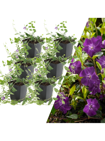 NatureNest 6 Purpur-Immergrün-Pflanzen  Vinca minor 'Atropurpurea'  