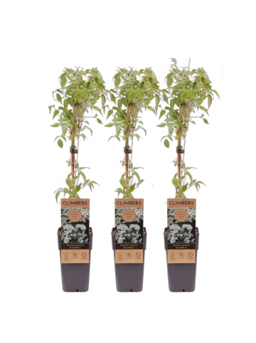 MeinVIPShop 3 x Kletterpflanze 60 cm Clematis Montana Grandiflora weiß 60cm