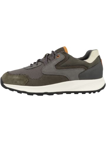 Geox Sneaker low U Terrestre B in grau