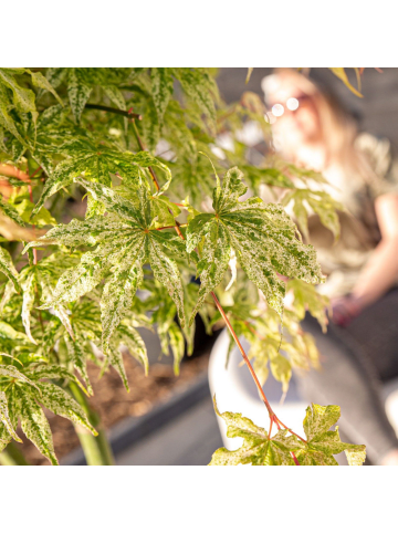 NatureNest 2er: Set Acer palmatum Ukigumo Ahornpflanze in Weiß