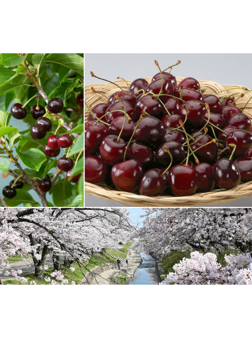 GARDENZO 3er-Set: XXL Kirsche Kordia Süß Obstbäume in Bunt