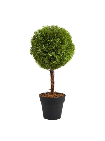 Butlers Buchsbäumchen im Topf FLORISTA in Grün