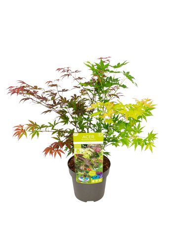 NatureNest Acer palmatum Festival Ahornpflanze in Grün