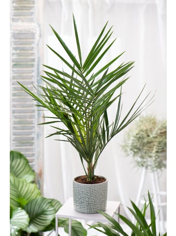 GARDENZO Phoenix canariensis Groß 