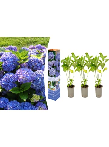 GARDENZO 3er-Set: Macrophylla Hortensien in Blau