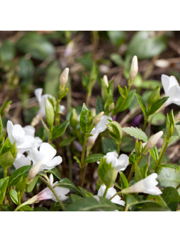 NatureNest 6er: Set Vinca minor Alba Pflanzen in Weiß