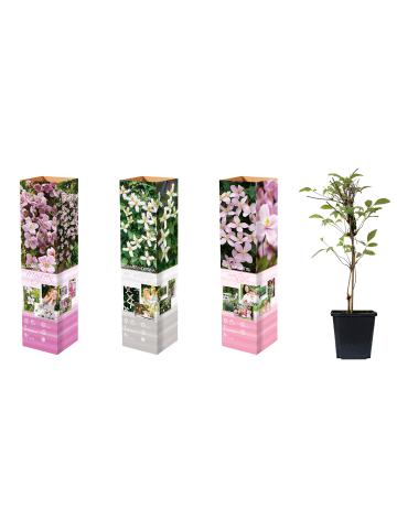 GARDENZO 3er-Set: Klematis Montana in Bunt