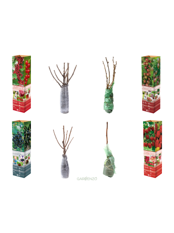 GARDENZO 4er-Set: Obstpflanzen in Bunt