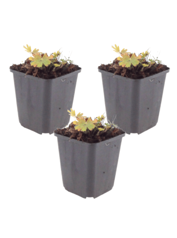 NatureNest 3er-Set: Geranium Max Frei Staude winterhart in Pink