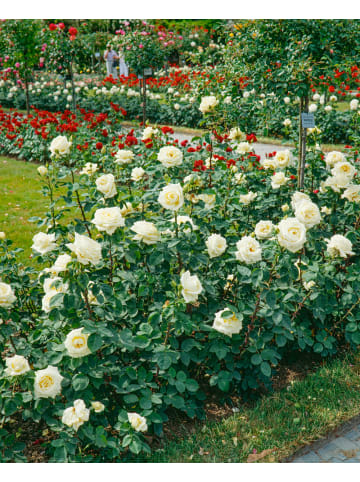 GARDENZO 3er-Set: Großblütige Rosen MIX in Bunt