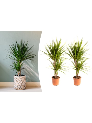 OH2 2er-Set: Pflanzen Dracaena Marginata in Grün