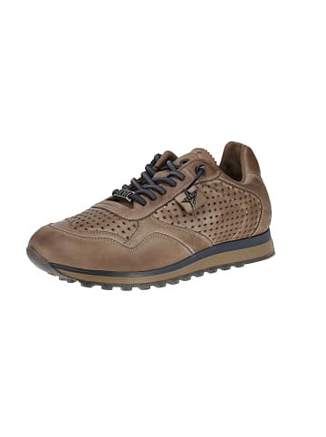 Cetti Sneaker low C-848 INV27 in Braun