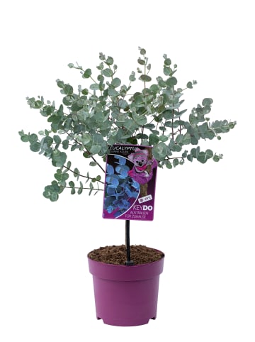 GARDENZO Eukalyptus gunnii Azura am Stamm