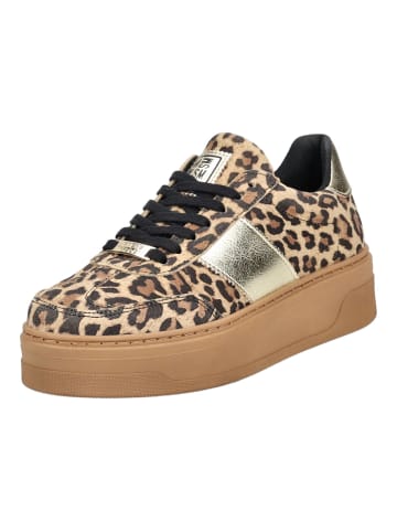 Steve Madden Sneaker in Leopard
