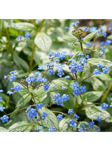 NatureNest 3er-Set: Brunnera macrophylla Staude winterhart in Blau
