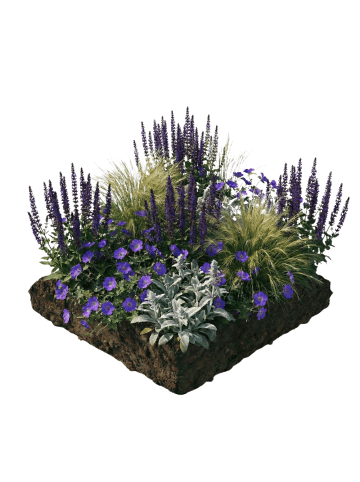 NatureNest Staudenpaket Lila blühende Staudenmischung