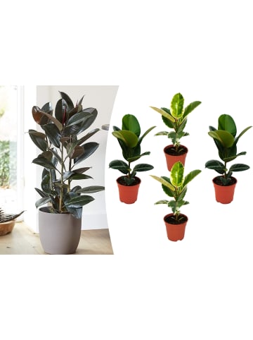 OH2 4er-Set: Gumminbäume Ficus elastica in Bunt