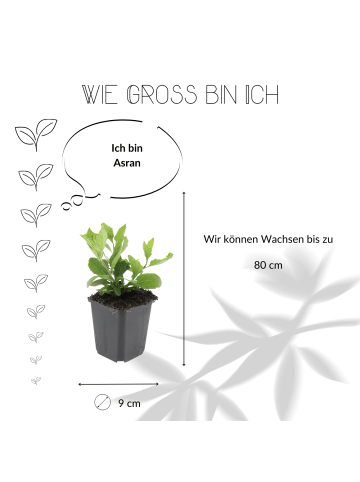 NatureNest 3 Asterpflanzen  Aster ageratoides 'Asran' 