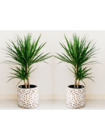 OH2 2er-Set: Pflanzen Dracaena Marginata in Grün