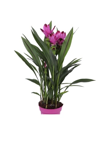 MeinVIPShop Siam Tulpe 65cm Zimmerpflanze