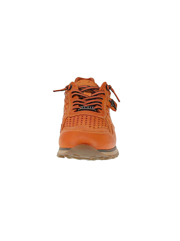 Cetti Sneaker low C-848 INV27 in Orange