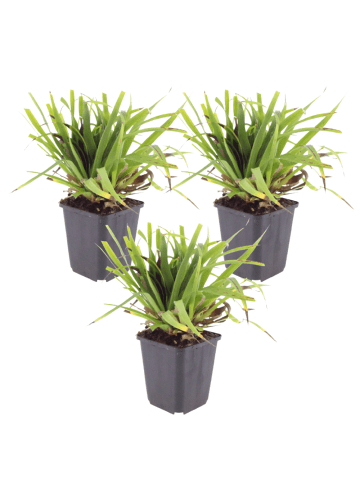 NatureNest 3er: Set Luzula sylvatica Pflanzen in Grün