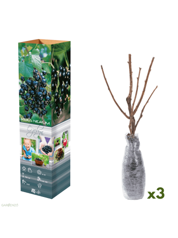 GARDENZO 3er-Set: Beeren in Schwarz