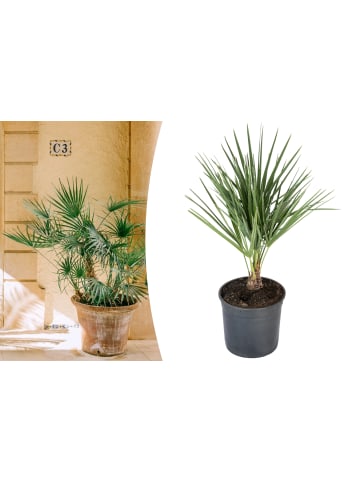 GARDENZO Chamaerops humilis Mittel 