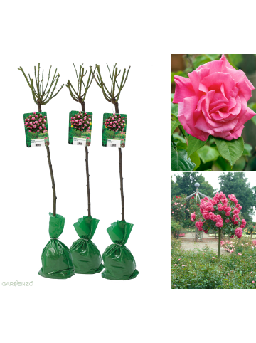 GARDENZO 3er-Set: XXL Großblütige Stielrosen in Rosa