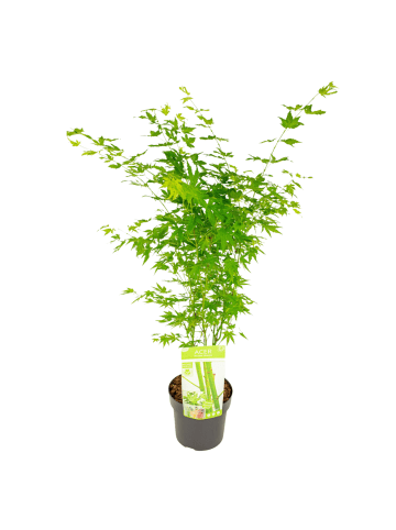 NatureNest Acer palmatum Going Green Ahornpflanze in Grün