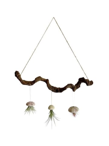 exotic living Liane braun 60cm mit Seeigelgehäuse und Tillandsien