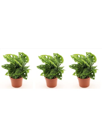 MeinVIPShop 3 x Monstera adansonii 25cm Zimmerpflanze