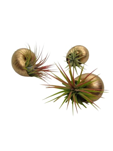 exotic living 3er Schneckenset mit echten Tillandsia gold